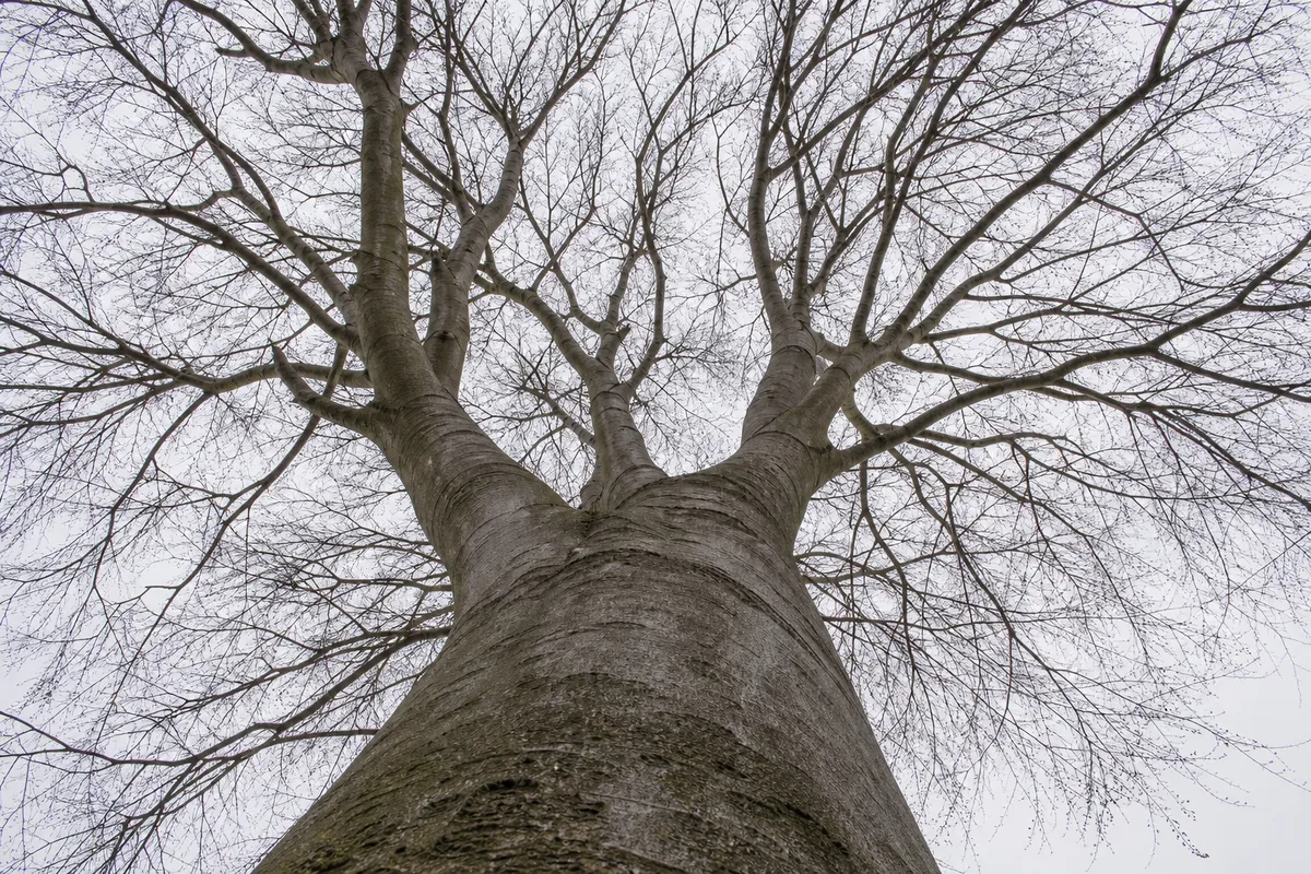 Arbre nu photographié en contre-plongée, tronc unique se divisant en branches puis en rameaux
